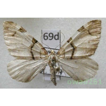 Anticlea derivata (Denis & Schiffermüller, 1775) Czech69d
